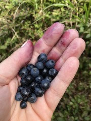 Handful od berries. Na Jagody   