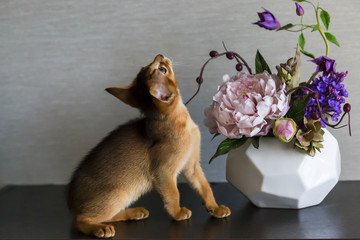 curious kitten with a vase of flowers