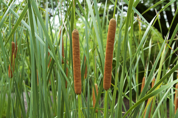 Cat's tail plant