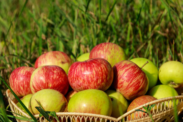 Fresh ripe apples in basket on the green grass