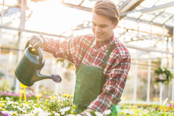 Skilled handsome young man watering with care and patience potted yellow houseplants while working as florist in a modern flower shop 