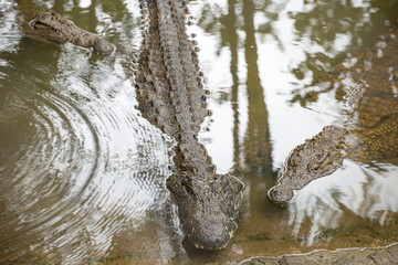 The crocodile park in Mauritius. Crocodiles swim in water, the top view