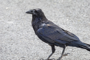 majestic crow