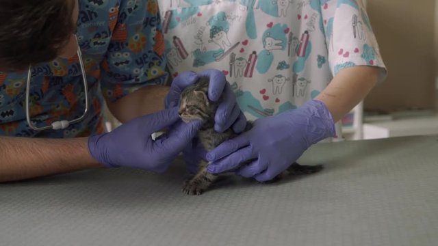Two veterinarians inspect a small kitten in a veterinary clinic