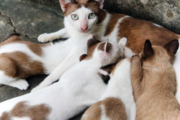 Naklejka na ściany i meble Cat nursing her kittens