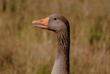 greylag goose head detail