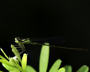 Extreme macro close up shot of a dragonfly perched on a plant