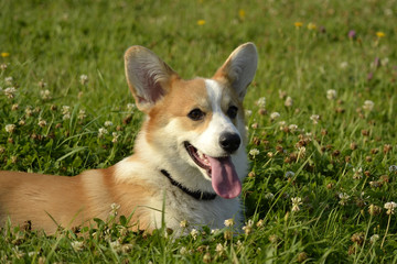 Puppy Corgi pembroke on a walk. Young energetic dog on a walk. Puppies education, cynology, intensive training of young dogs. Walking dogs in nature.