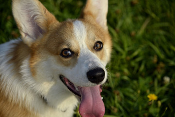 Puppy Corgi pembroke on a walk. Young energetic dog on a walk. Puppies education, cynology, intensive training of young dogs. Walking dogs in nature.