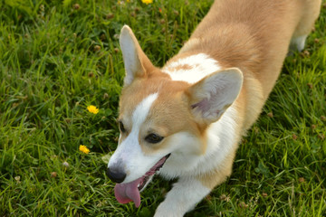 Puppy Corgi pembroke on a walk. Young energetic dog on a walk. Puppies education, cynology, intensive training of young dogs. Walking dogs in nature.