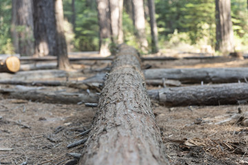 fallen tree