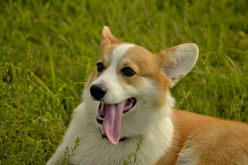 Puppy Corgi pembroke on a walk. Young energetic dog on a walk. Puppies education, cynology, intensive training of young dogs. Walking dogs in nature.