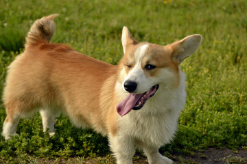 Puppy Corgi pembroke on a walk. Young energetic dog on a walk. Puppies education, cynology, intensive training of young dogs. Walking dogs in nature.