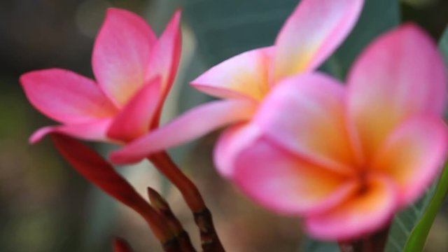 Beautiful pink Plumeria closeup