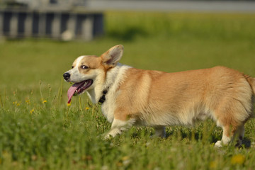 Puppy Corgi pembroke on a walk. Young energetic dog on a walk. Puppies education, cynology, intensive training of young dogs. Walking dogs in nature.