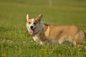 Puppy Corgi pembroke on a walk. Young energetic dog on a walk. Puppies education, cynology, intensive training of young dogs. Walking dogs in nature.