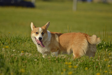 Puppy Corgi pembroke on a walk. Young energetic dog on a walk. Puppies education, cynology, intensive training of young dogs. Walking dogs in nature.