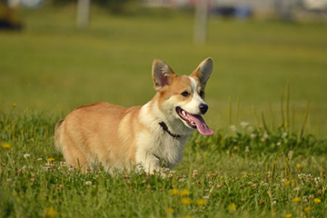 Naklejka na ściany i meble Puppy Corgi pembroke on a walk. Young energetic dog on a walk. Puppies education, cynology, intensive training of young dogs. Walking dogs in nature.