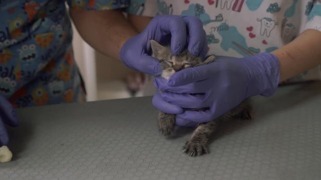 Eye cleaning for a small kitten in a veterinary clinic