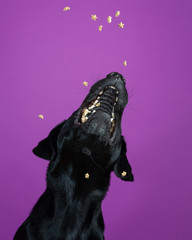 Funny Labrador Retriever dog catching treats in mid air against a purple background