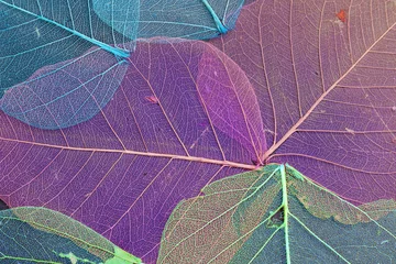 Foto op Plexiglas Pruim Achtergrond van textuur van ultra violet droge bladeren