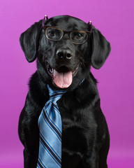 Funny Labrador Retriever dog in a tie and reading glasses against a purple background