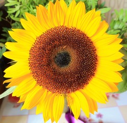 Beautiful yellow decorative sunflower in a bouquet