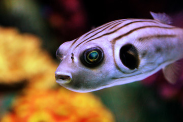 Something Fishy 02 © Edward