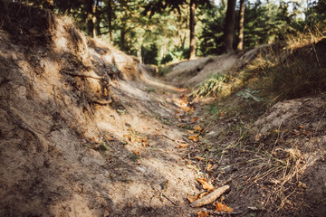 Obraz premium Ausgetrockneter Bach im Wald durch sommerliche Hitzeperiode