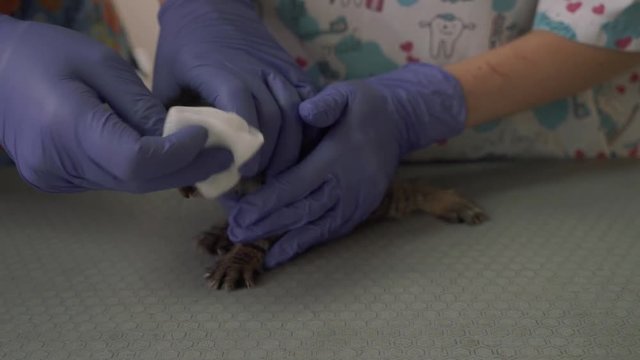 Two veterinarians make procedures for a small kitten together