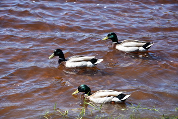 Городские утки