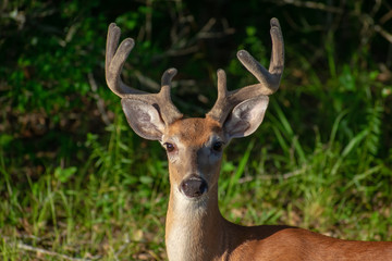 Buck