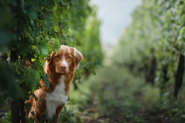 dog in a vineyard in nature. A pet in the summer, Nova Scotia Duck Tolling Retriever