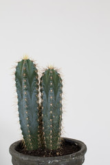 Cactus type san pedro with two heads with thorns and green trunk. Two succulents in a vase on a white background, spines along the body with a star shape.