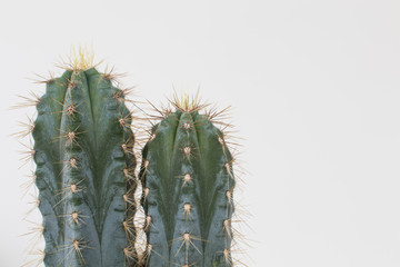 Cactus type san pedro with two heads with thorns and green trunk. Two succulents in a vase on a white background, spines along the body with a star shape.