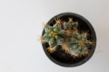 cactus plants shaped like a star seen from above with many spines and fuzz. Top view of succulent plants in a pot on  white background