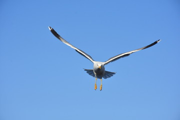 Blue Sky and Seagull
