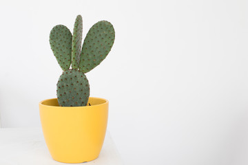 Cactus with shovel leaves and thorns in a yellow case on a white background. fat plant with three shovels, classic cactus, succulent plant.