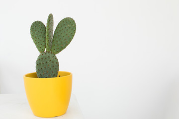 Cactus with shovel leaves and thorns in a yellow case on a white background. fat plant with three shovels, classic cactus, succulent plant.