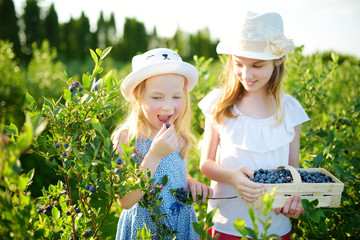 Cute little sisters picking fresh berries on organic blueberry farm on warm and sunny summer day. Fresh healthy organic food for small kids.