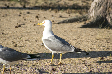 seagull on the beach	