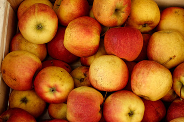 An apple is a sweet, fruit produced by an apple tree.