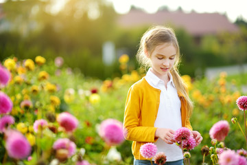 Cute little girl playing in blossoming dahlia field. Child picking fresh flowers in dahlia meadow on sunny summer day.