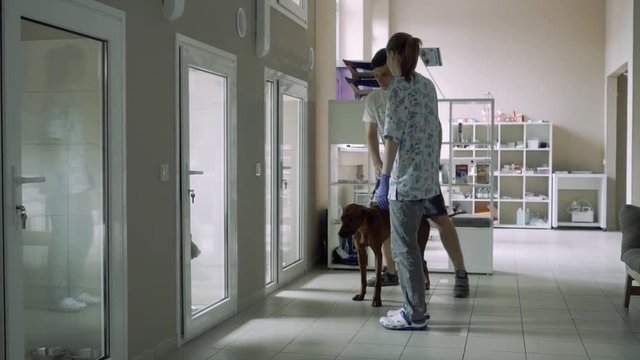 Beautiful girl escorts a guy with a dog to the infirmary for animals