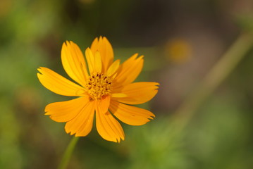 Obraz premium 秋桜（Cosmos）