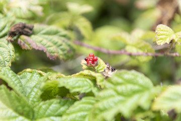 red berry