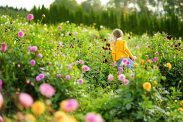 Cute little girl playing in blossoming dahlia field. Child picking fresh flowers in dahlia meadow...
