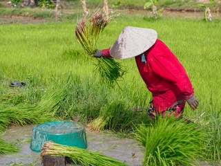 Agriculture in rice fields