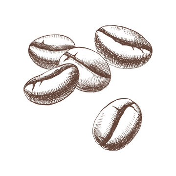 Fototapeta Hand sketched coffee beans