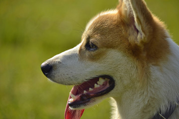 Sunstroke, health of pets in the summer. Puppy Corgi pembroke on a walk. How to protect your dog from overheating.Training of dogs.  Puppies education, cynology, intensive training of young dogs. Youn